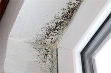 hoa-mold-growth