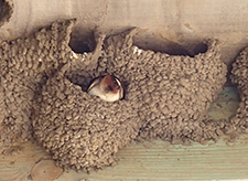 Swallows-Nest