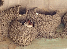 Swallows Nests are Protected by the Migratory Bird Act — HOA Lawyer Blog —  May 9, 2017