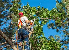 hoa-tree-trimming