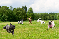 dogparkdogs