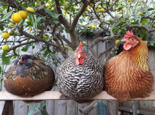 what-to-expect-when-youre-expecting-backyard-chickens-feature